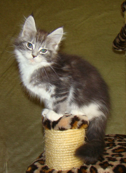     Catsvill County!   !    !       !!!    Catsvill County +7-926-544-74-09     .   ,   ,   ,    ,   ,  ,     ,   -,    ,   !